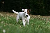 JACK RUSSEL 172